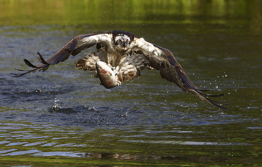 OSPREY CAUGHT TROUT